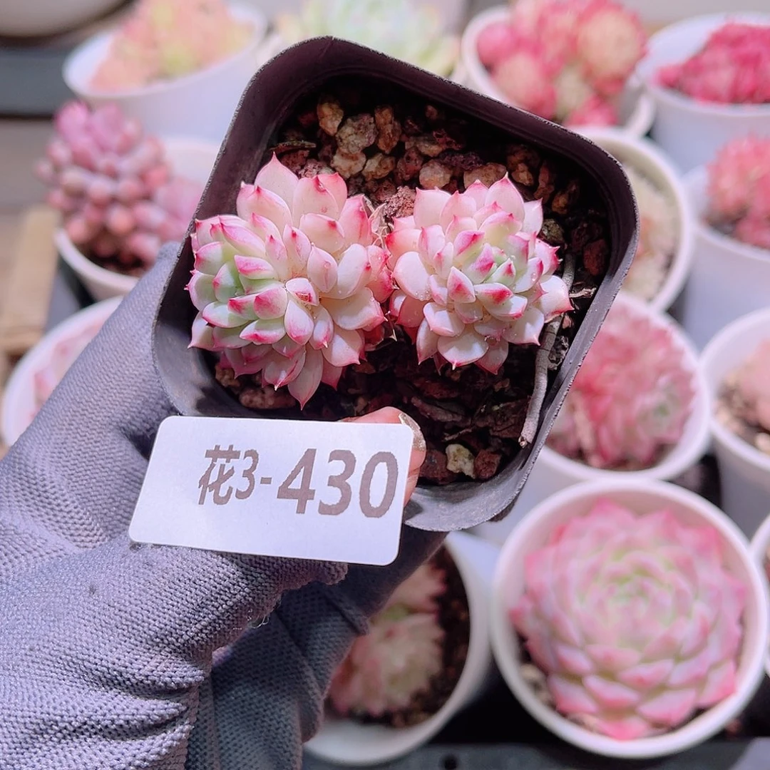 花03-430小乔双头