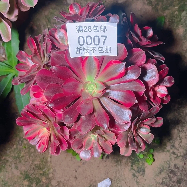 0007美杜莎多肉植物