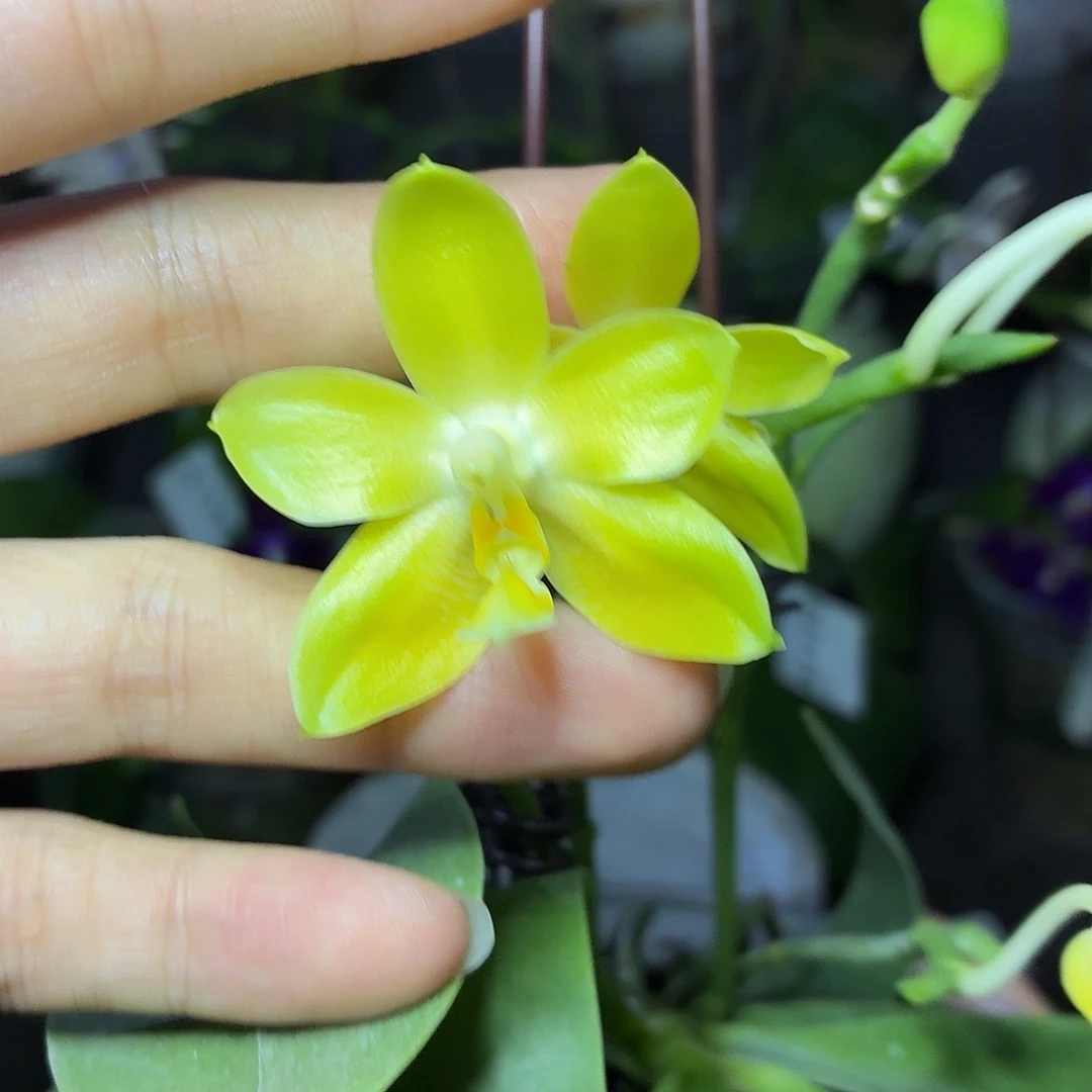 当前无花朵，栽培后可花朵A1342yss1168