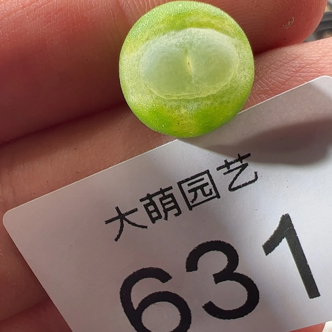 一物一拍。    631