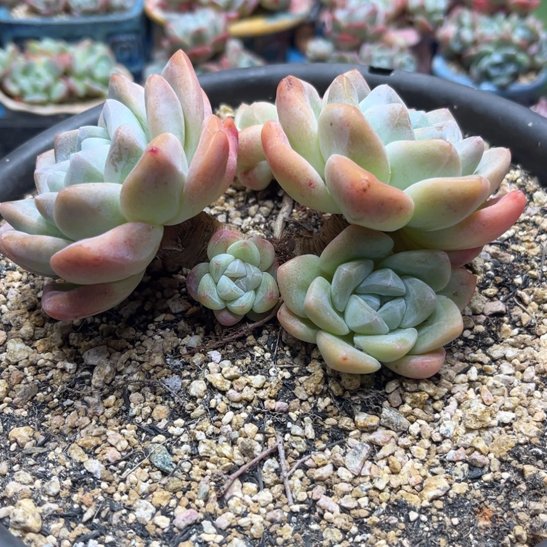 107冰玉大粗腿老桩13厘米