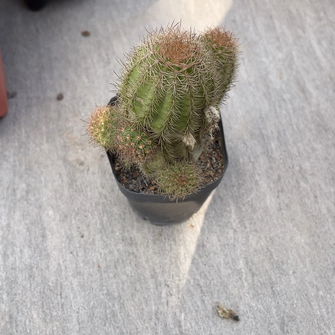 马***姐仙人球白檀侧牙自根脱土