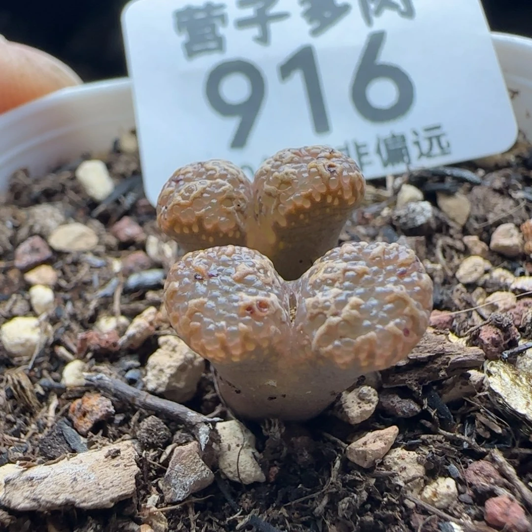 泡泡带盆土。