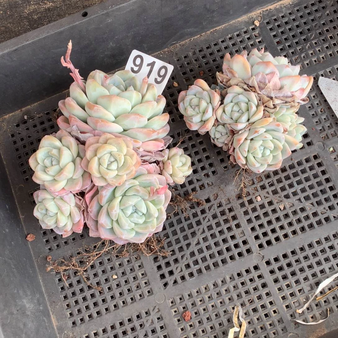 千****技919冰玉多肉植物组合