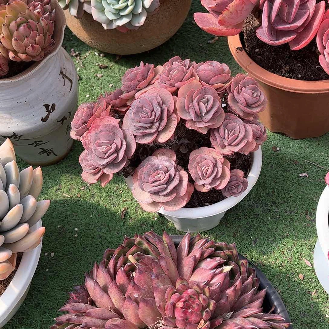 让***好秀妍多肉植物保护52