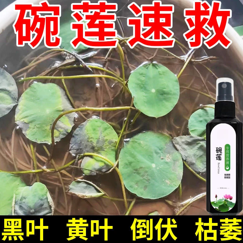 碗莲营养液高效免稀释直喷型液体肥专用叶子发黑变黄倒伏根部腐烂