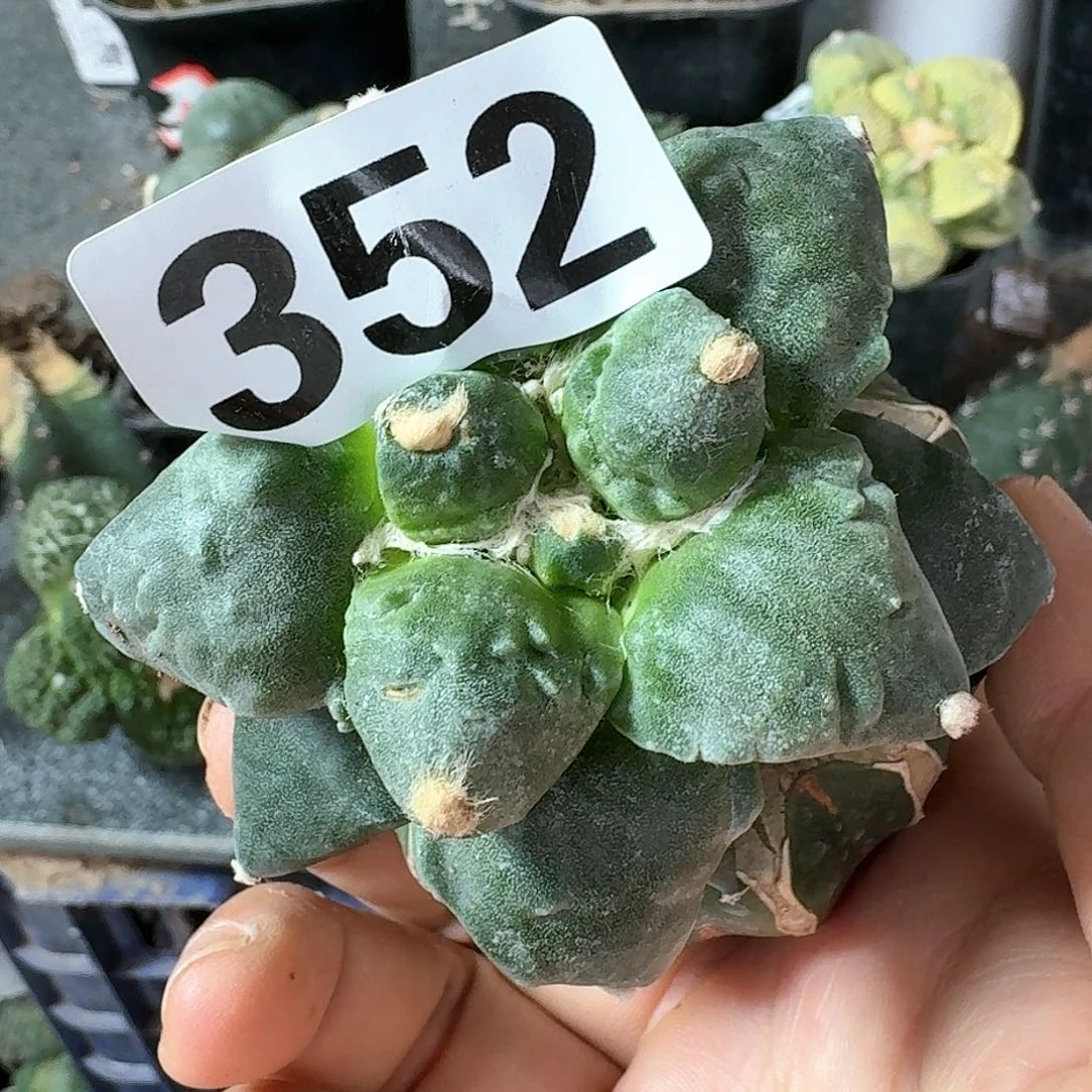 【闪购商品】无花朵渔*丸尤怒352