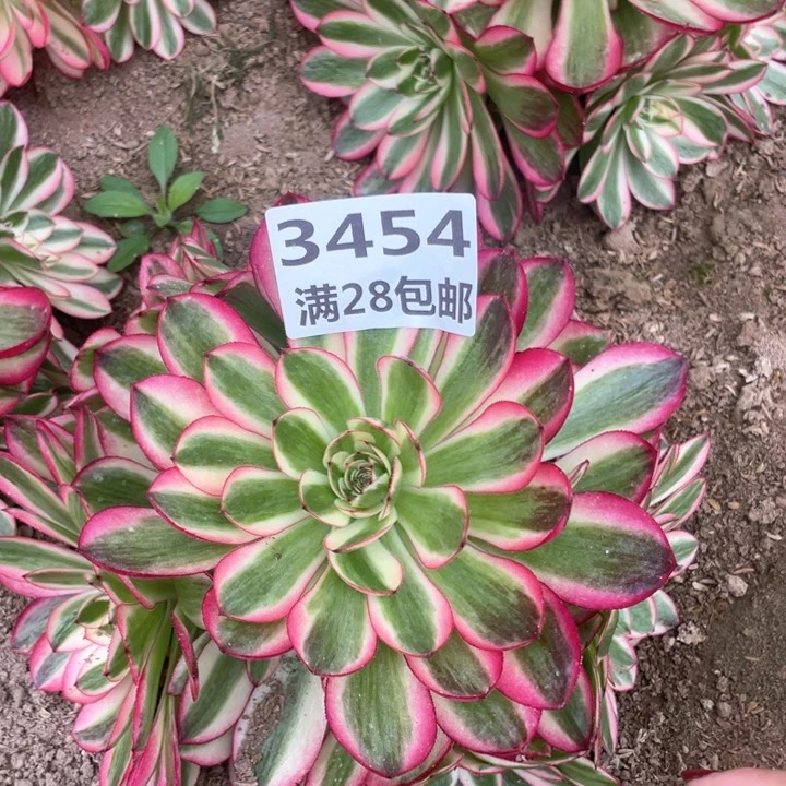 3454二号棚倾城多肉植物L