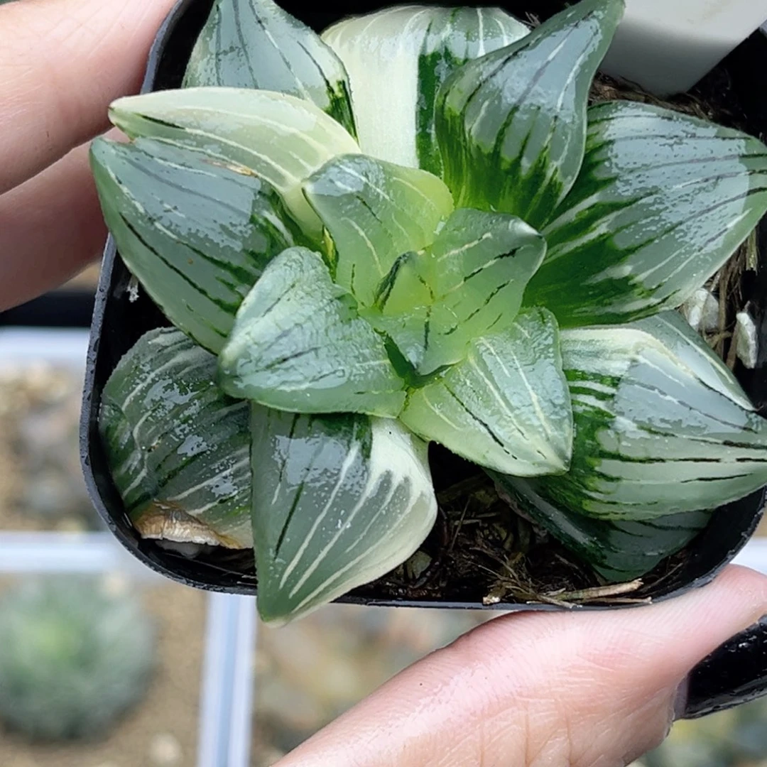 124红纹寿锦福利专场