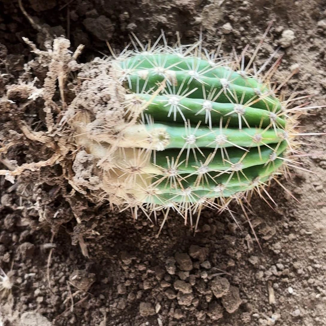 0148 毛花带根瑕疵