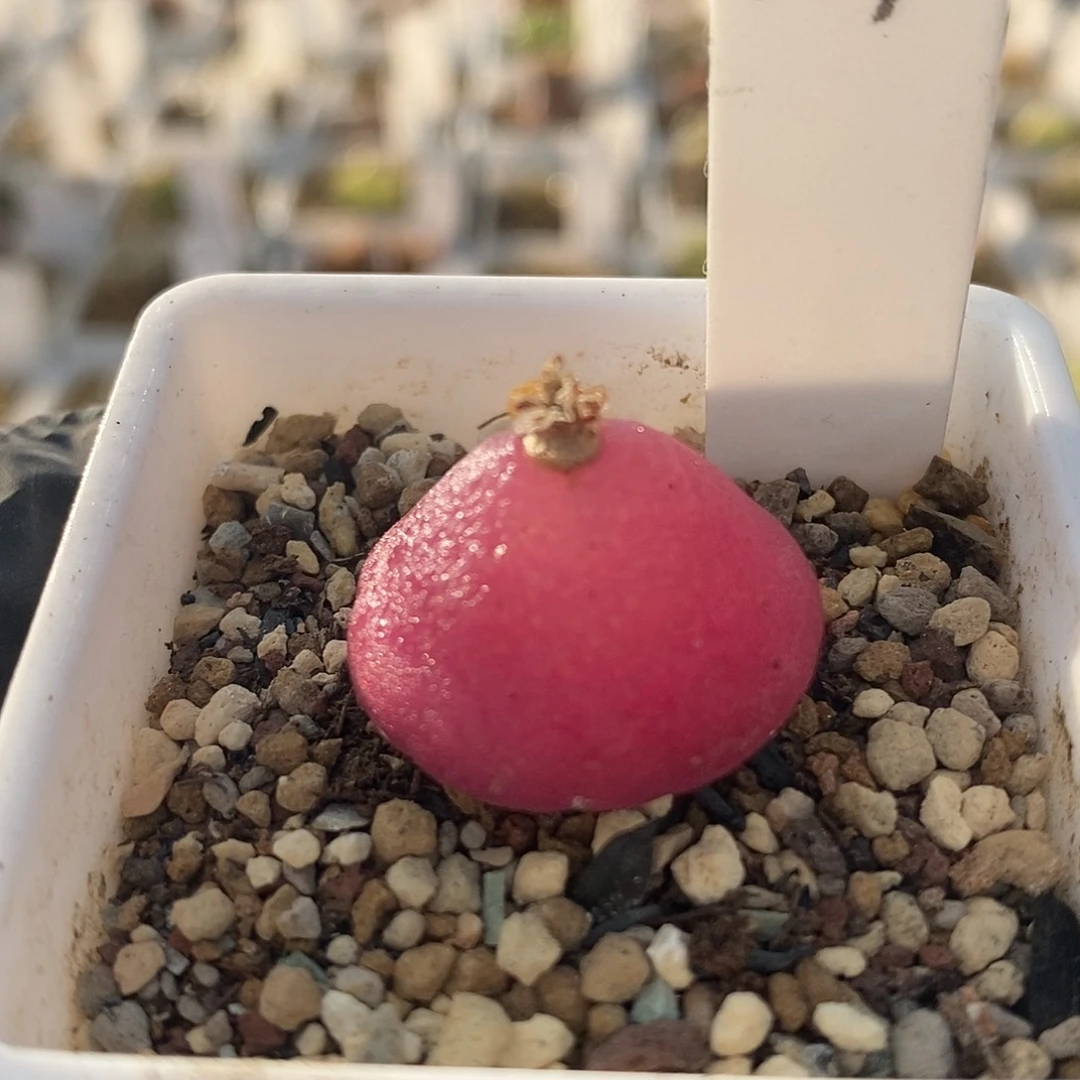 灯泡母本尺寸2.4满49包邮