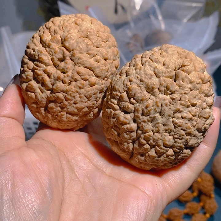 野生三瓣脑纹大金刚5465