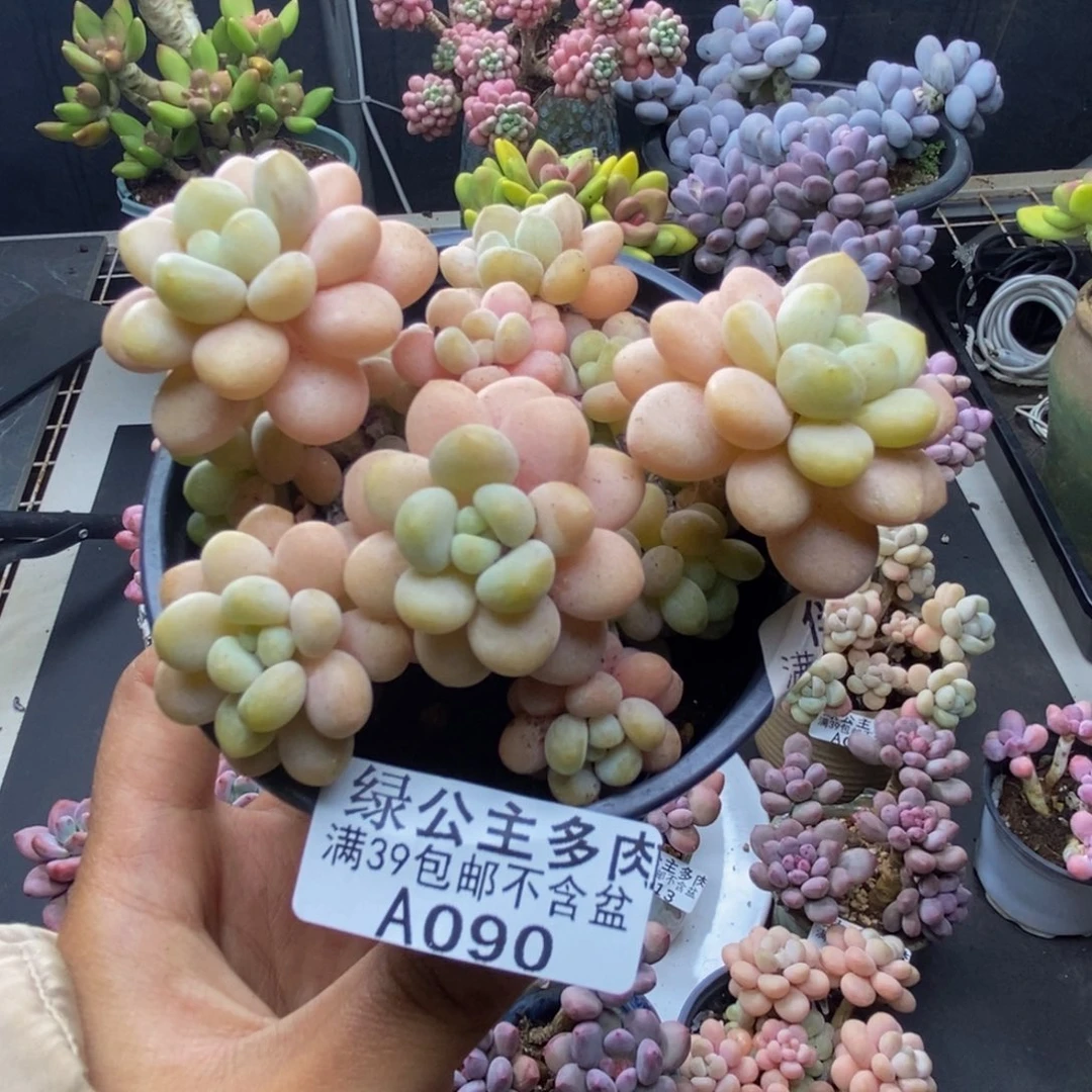 090洛可可多肉7c m