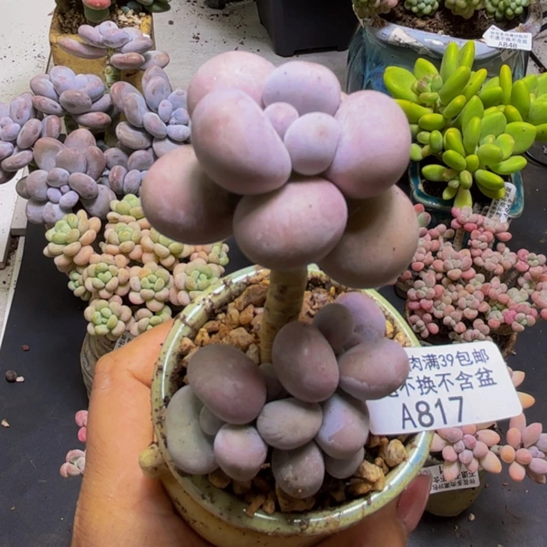 芭比奶酪817/5cm多肉