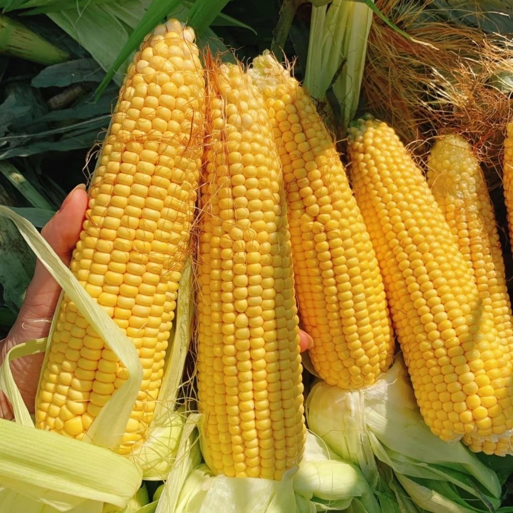 黑龙江黄糯玉米，6棒韵达包邮，新鲜现掰，软糯香甜