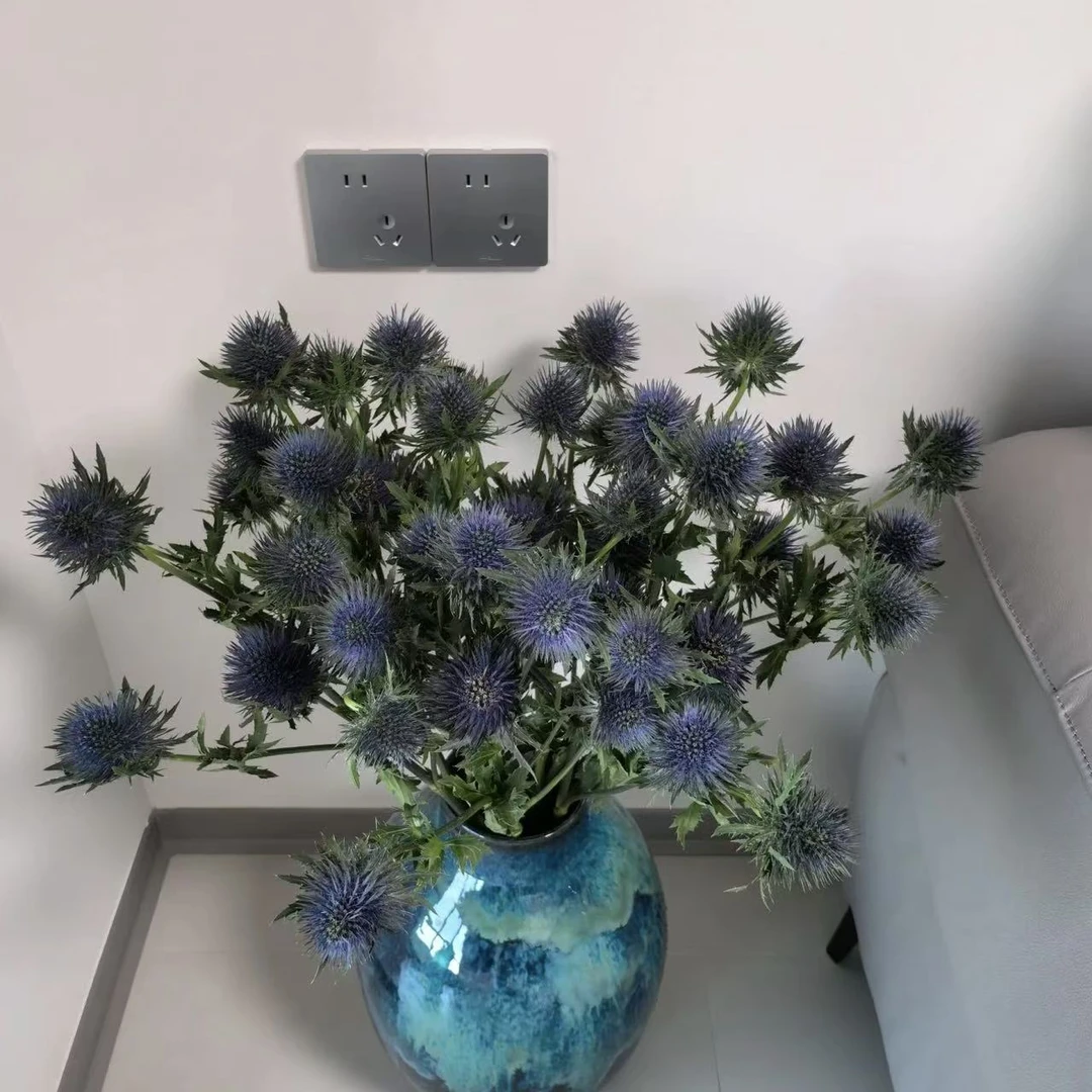 1扎蓝刺芹【两单顺丰冷链或京东快递】云南鲜花基地直发水养