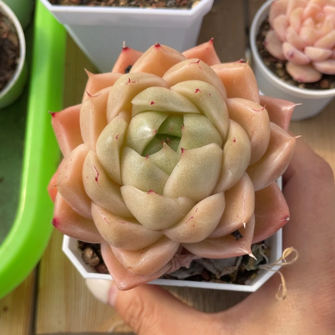 优选麦杆多肉福利2663