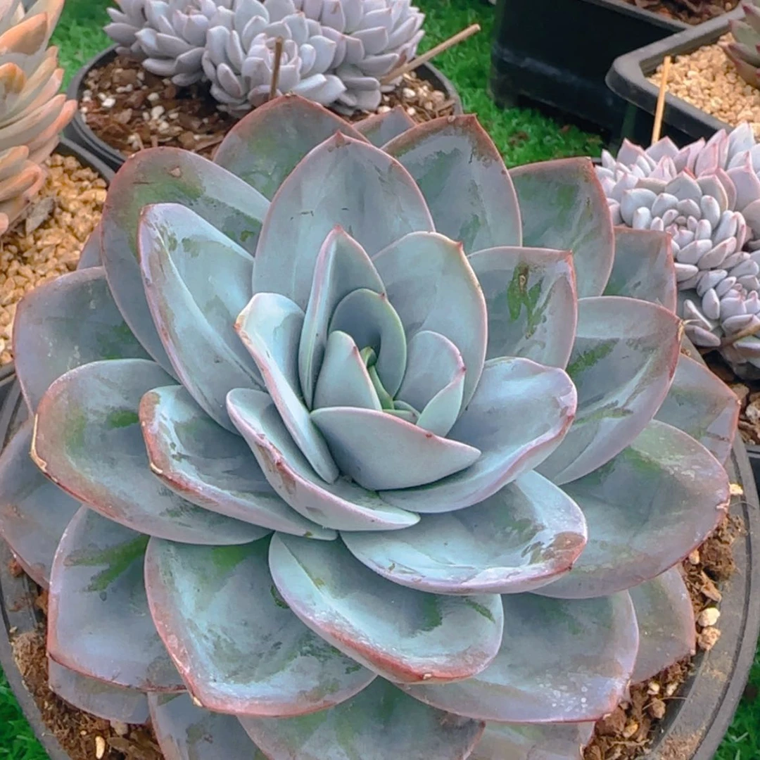 【闪购商品】母本单头布鲁兰