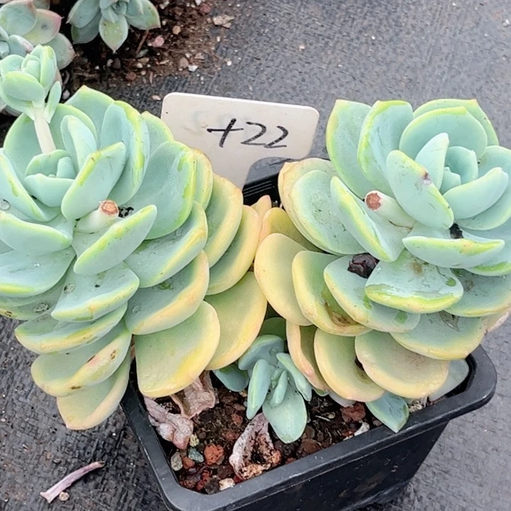 晨语多肉一物一拍+22