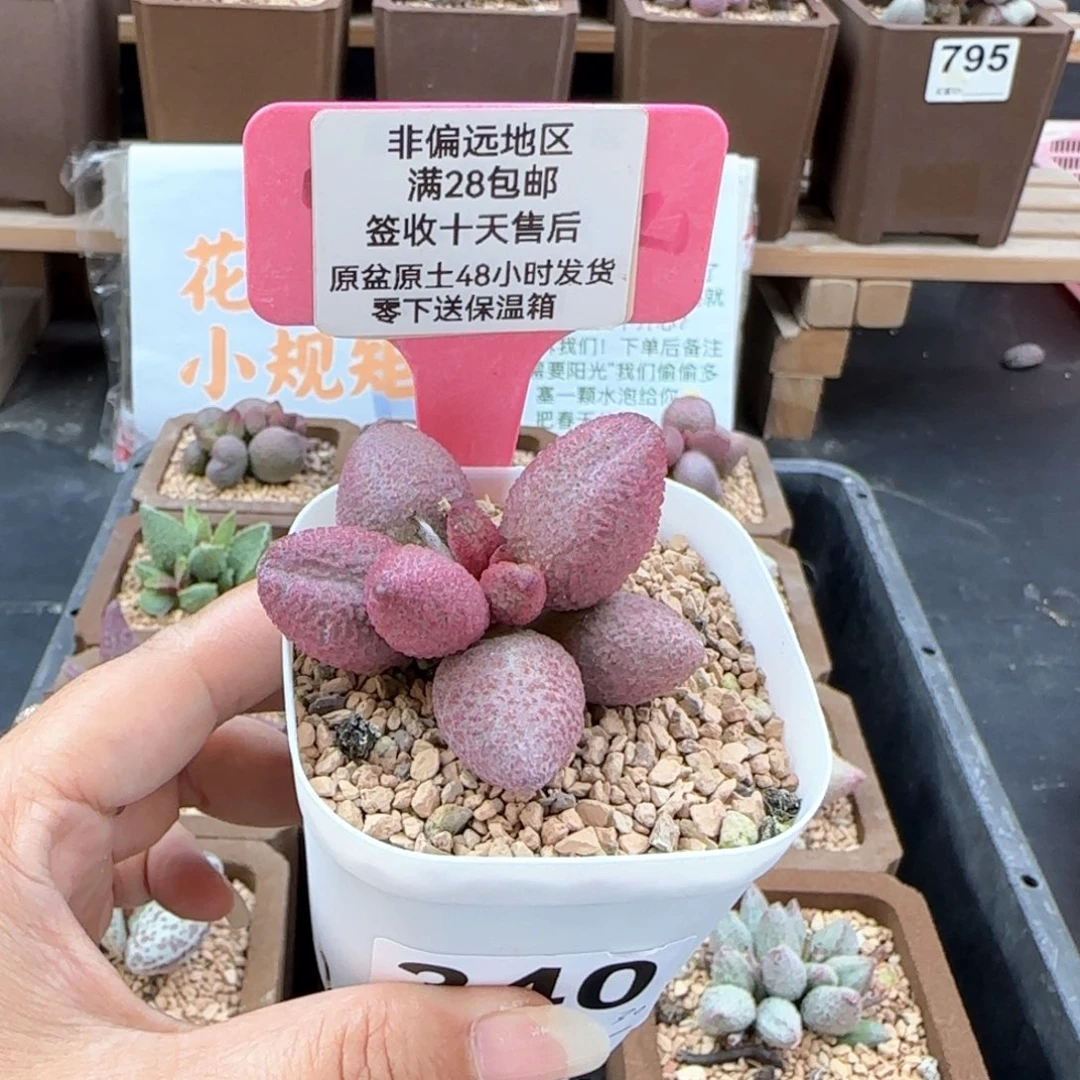 340糖果多肉植物