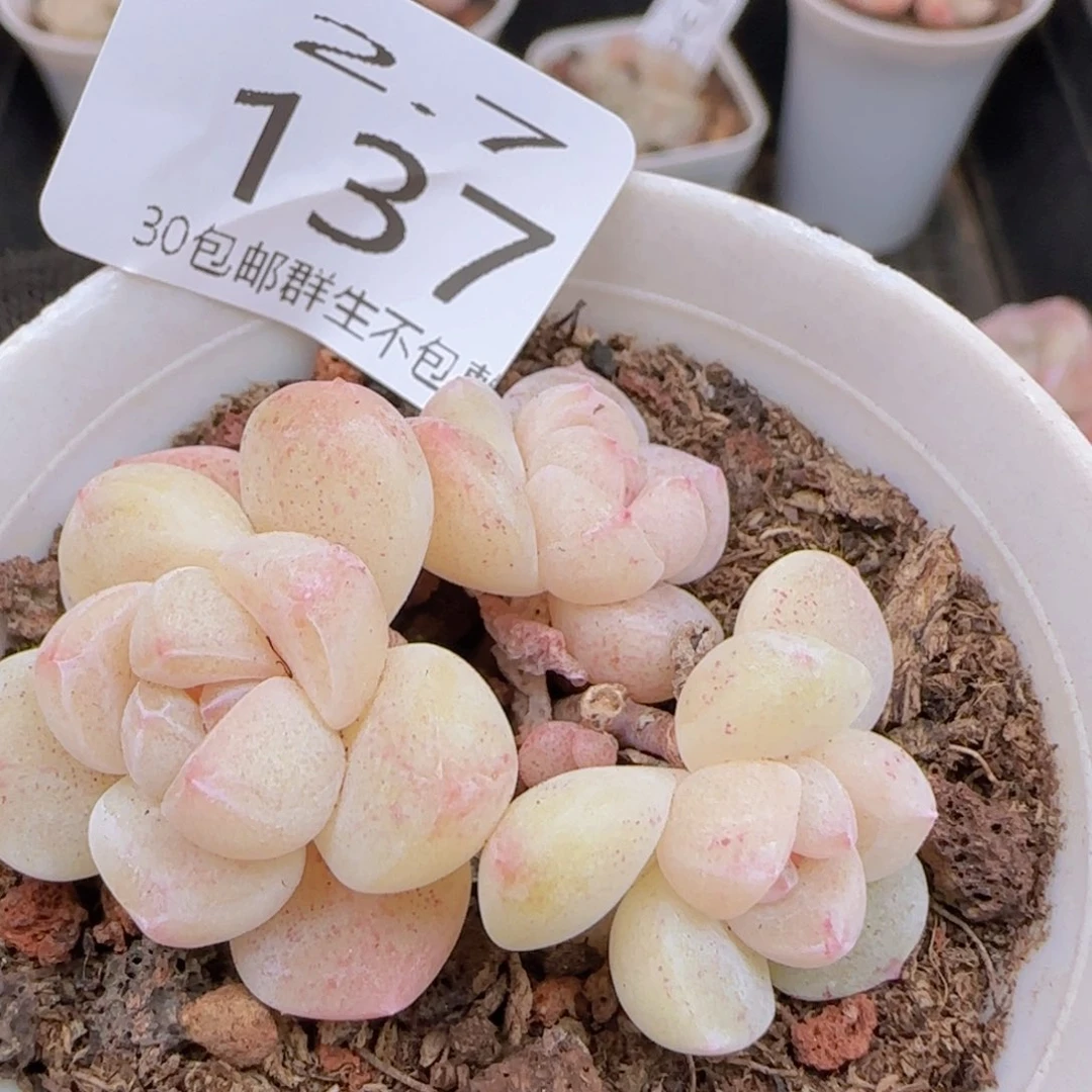 三头白体冰玉双头