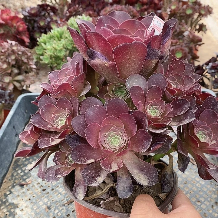 707魅金多肉植物