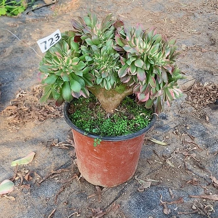 723香妃缀化老板子