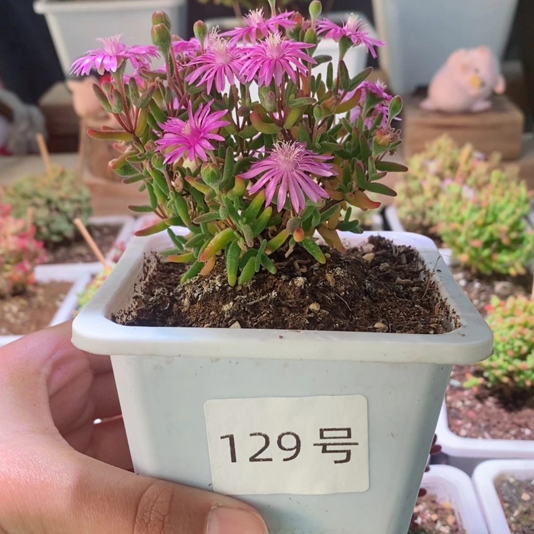 彩虹卷锦带盆土发货一物一拍