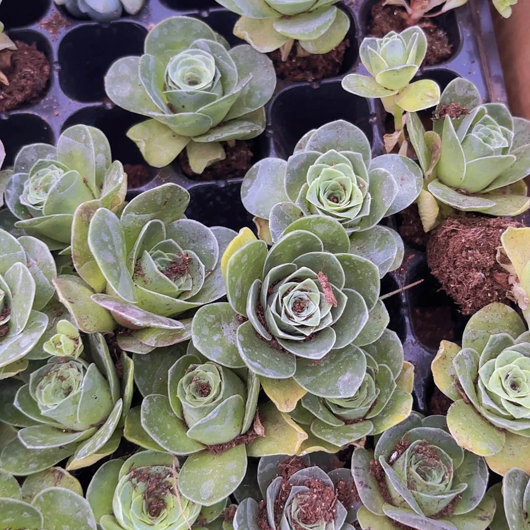 精品小穴苗酒盅多肉植物