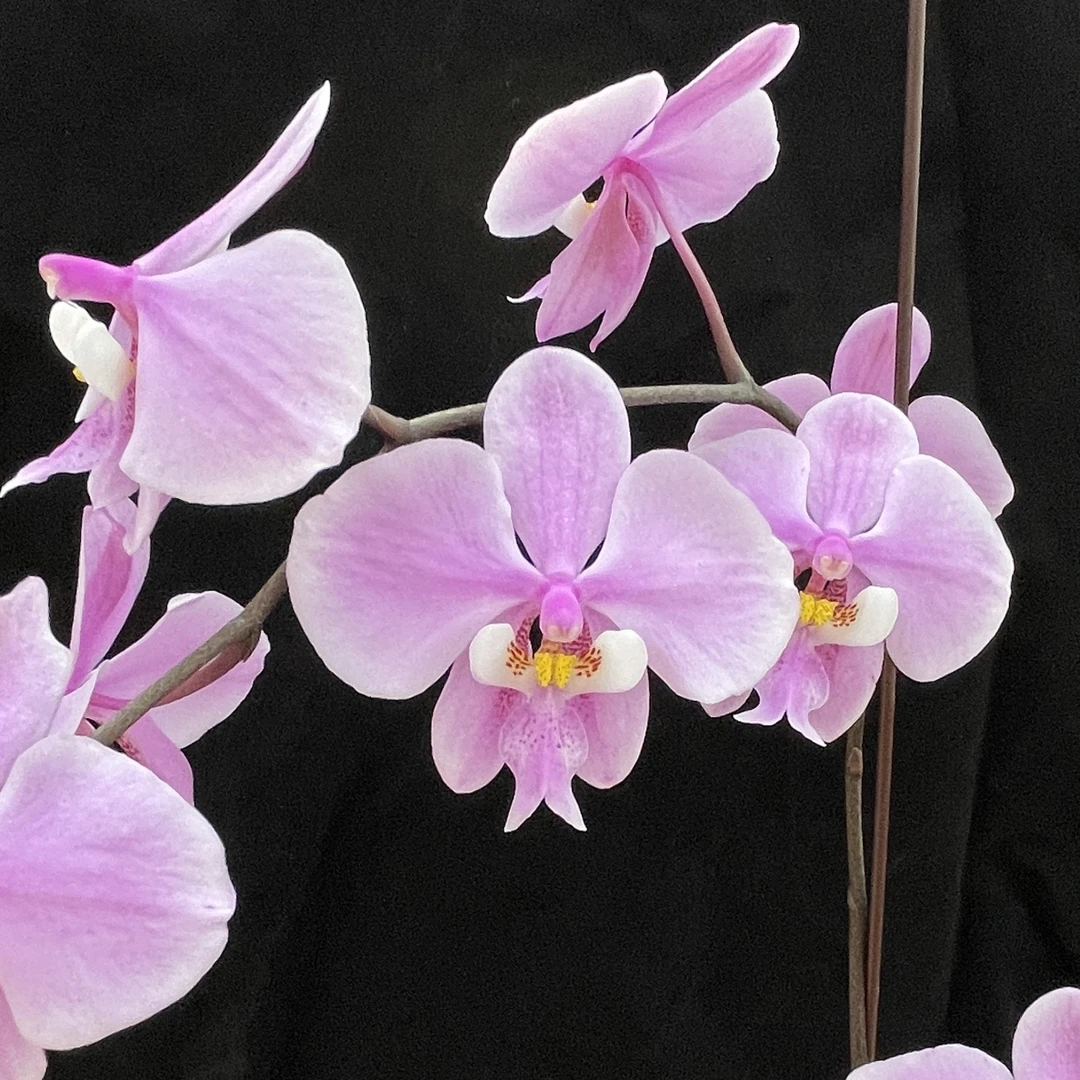 花农杰哥原生种蝴蝶兰菲律宾西蕾丽