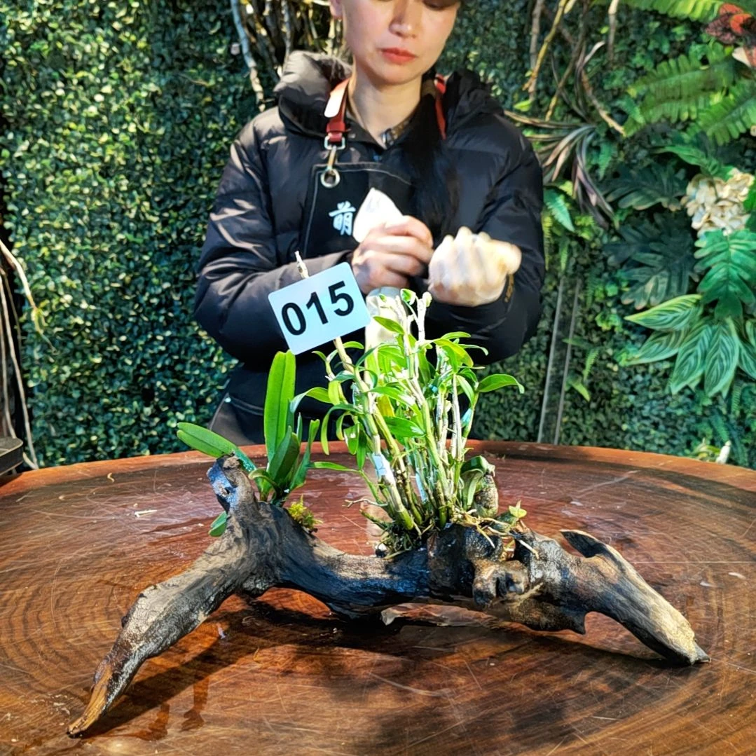 【闪购商品】土****️015红花鸟舌兰，米斛，小美花