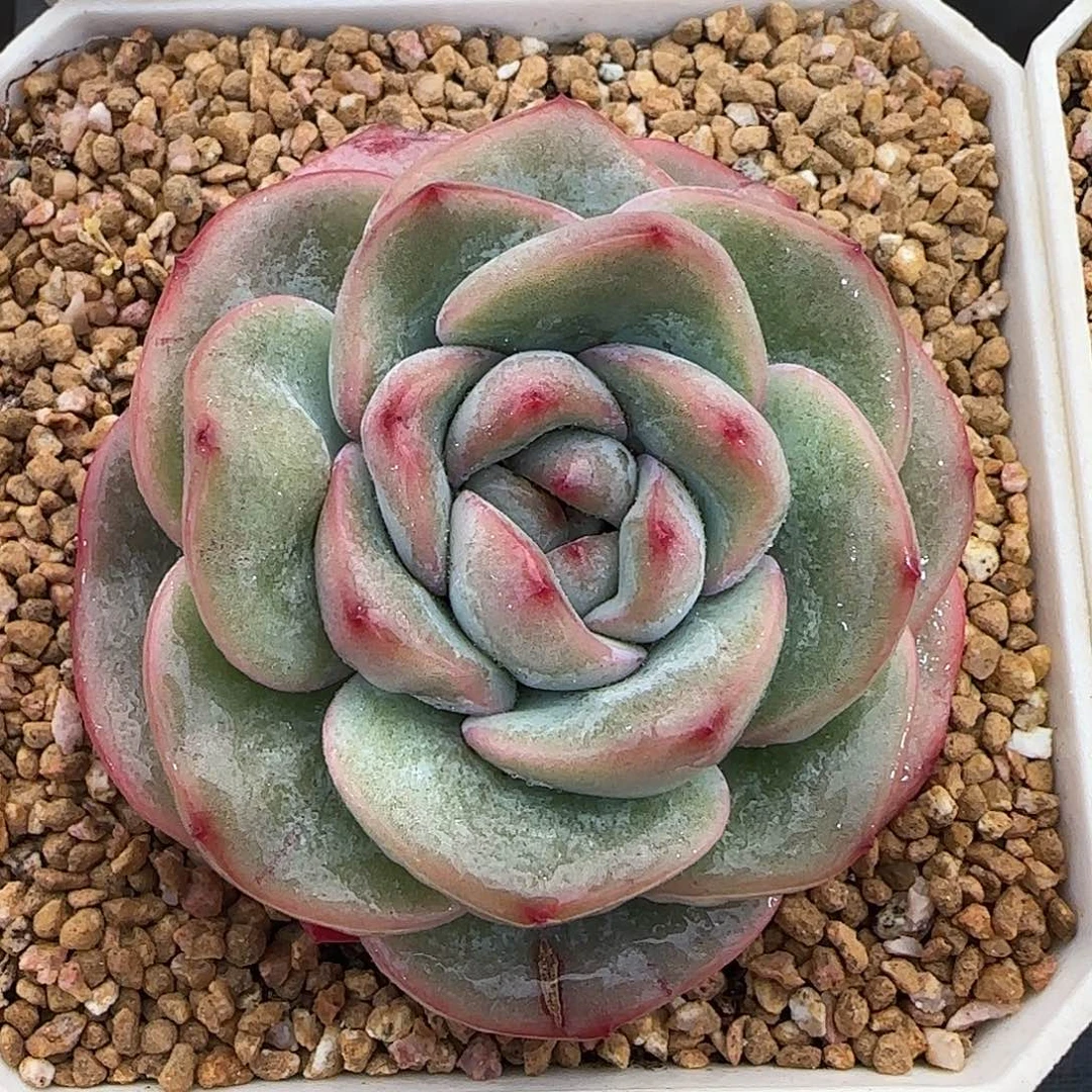 从前慢甄选多肉编号奶油泡芙