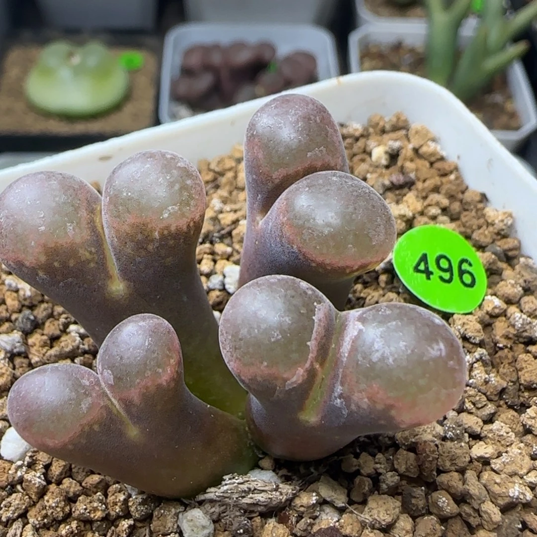 红风铃群多肉植物496