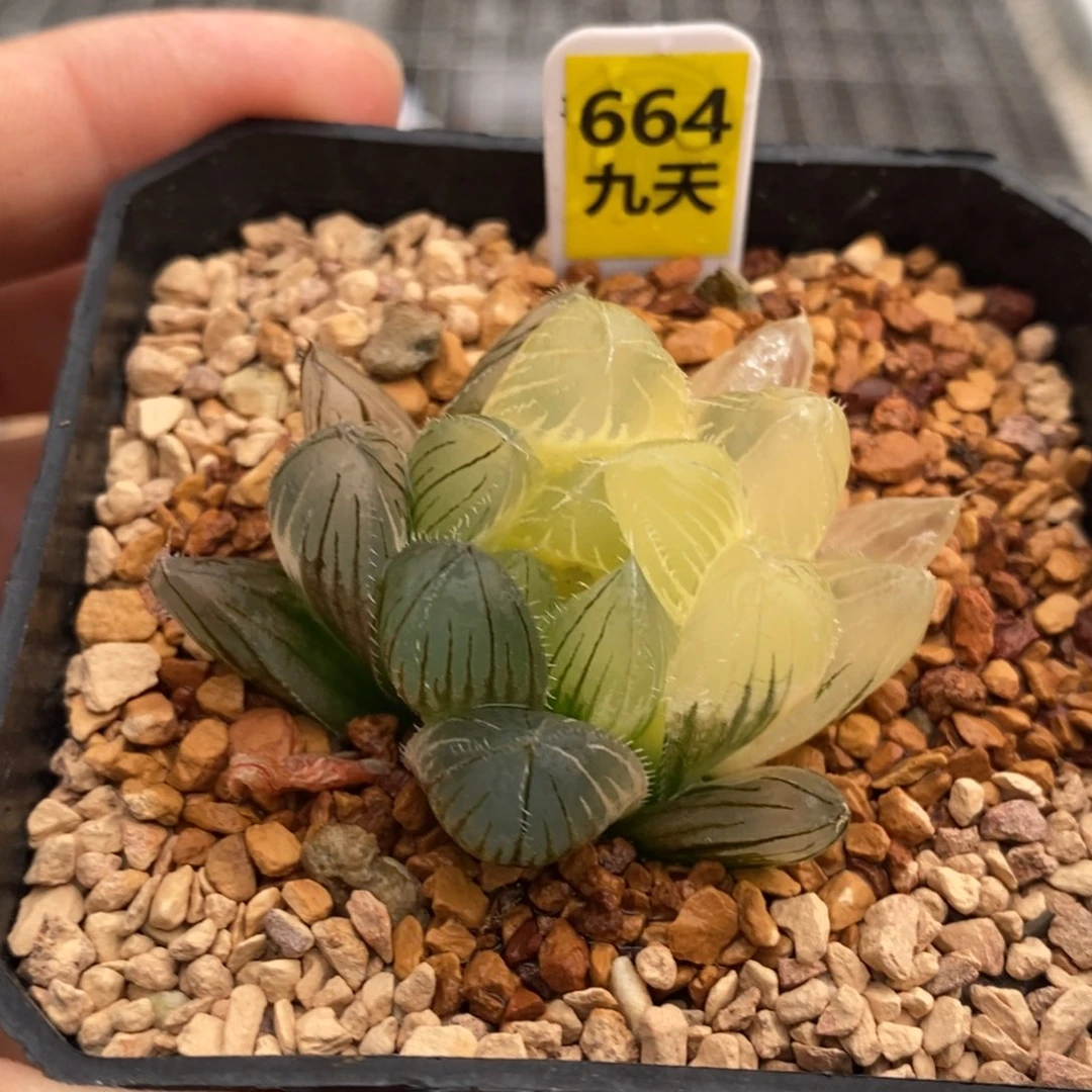 664号巨大赤线玉露锦带盆