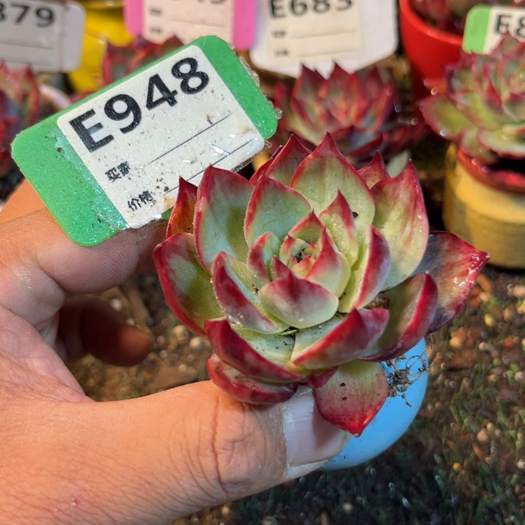 惊鸿一瞥948号多肉