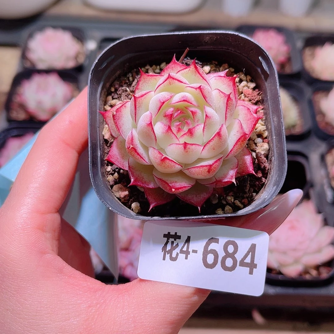 花利美4-684女王