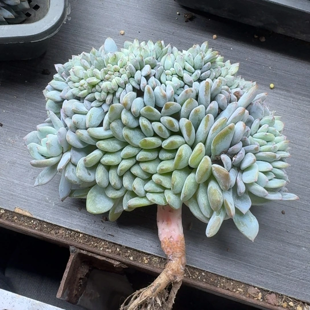 星影树缀无砍多肉