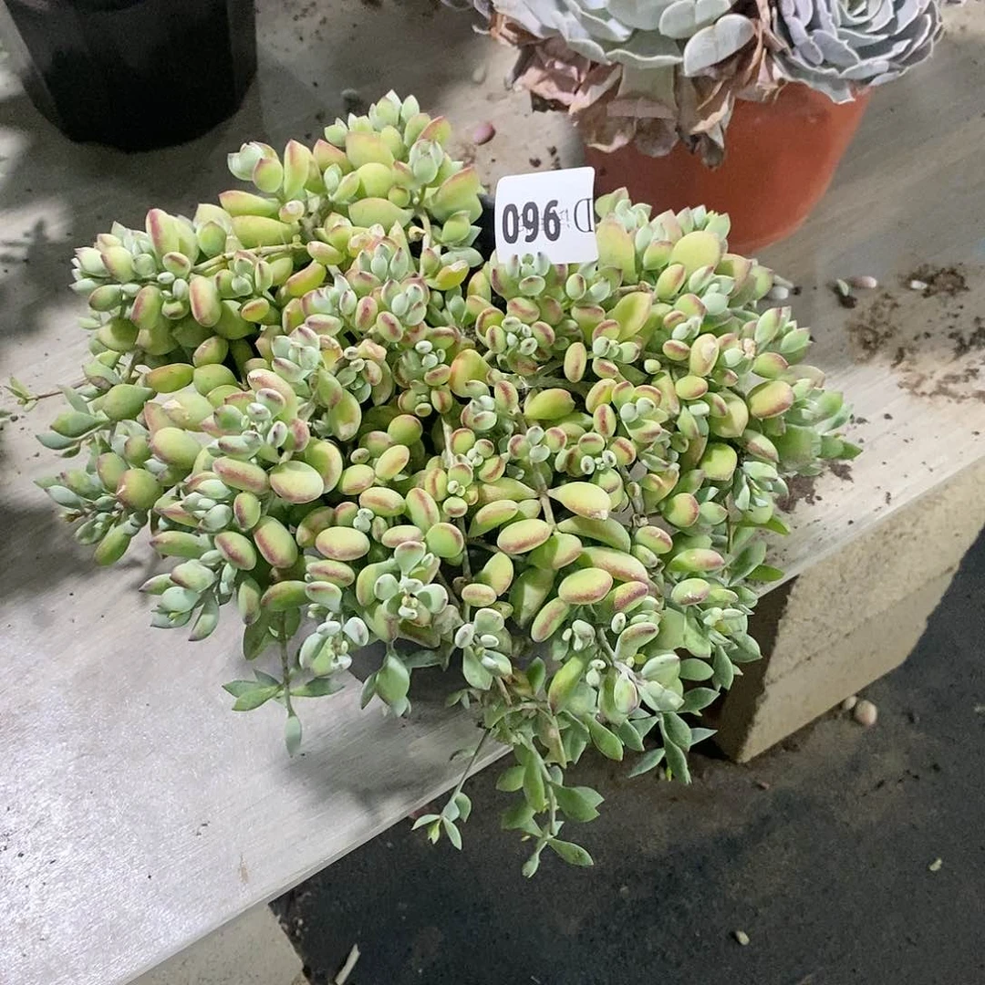 我***爷960达摩福娘多肉植物