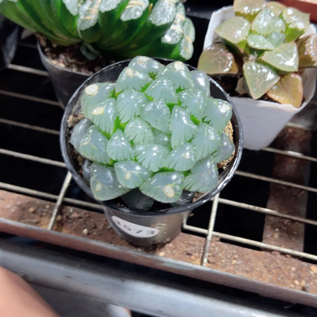 提***！3573多肉植物一颗