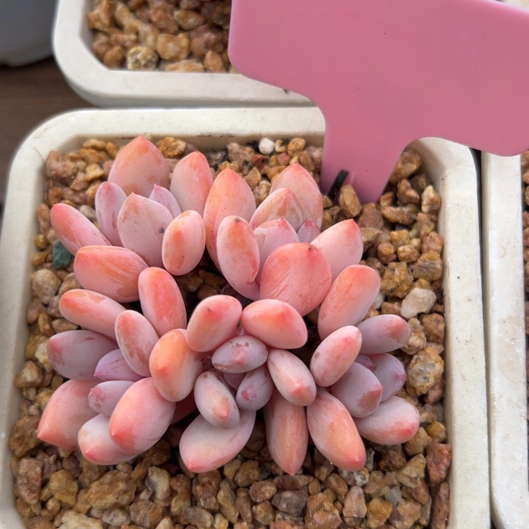 珍舞11111111111111111