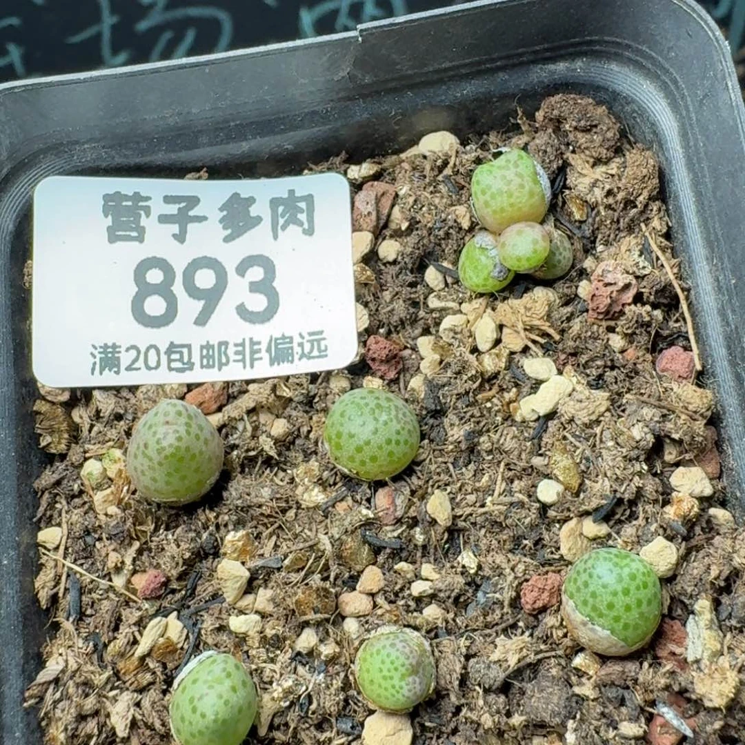 龙猫带盆土