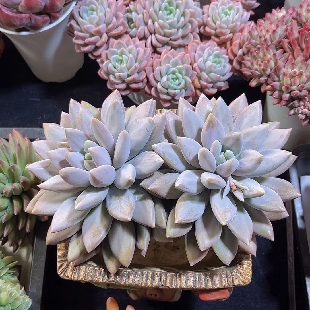 大哥特多肉植物多肉