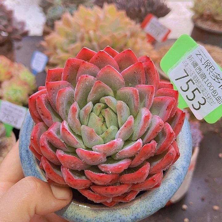 7553。