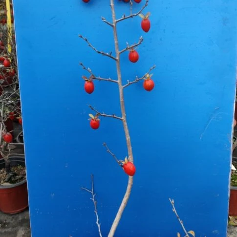 完全开放老鸦柿盆景