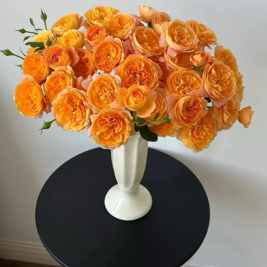 果汁阳台多头玫瑰云南基地直发水养鲜花适合家居插花
