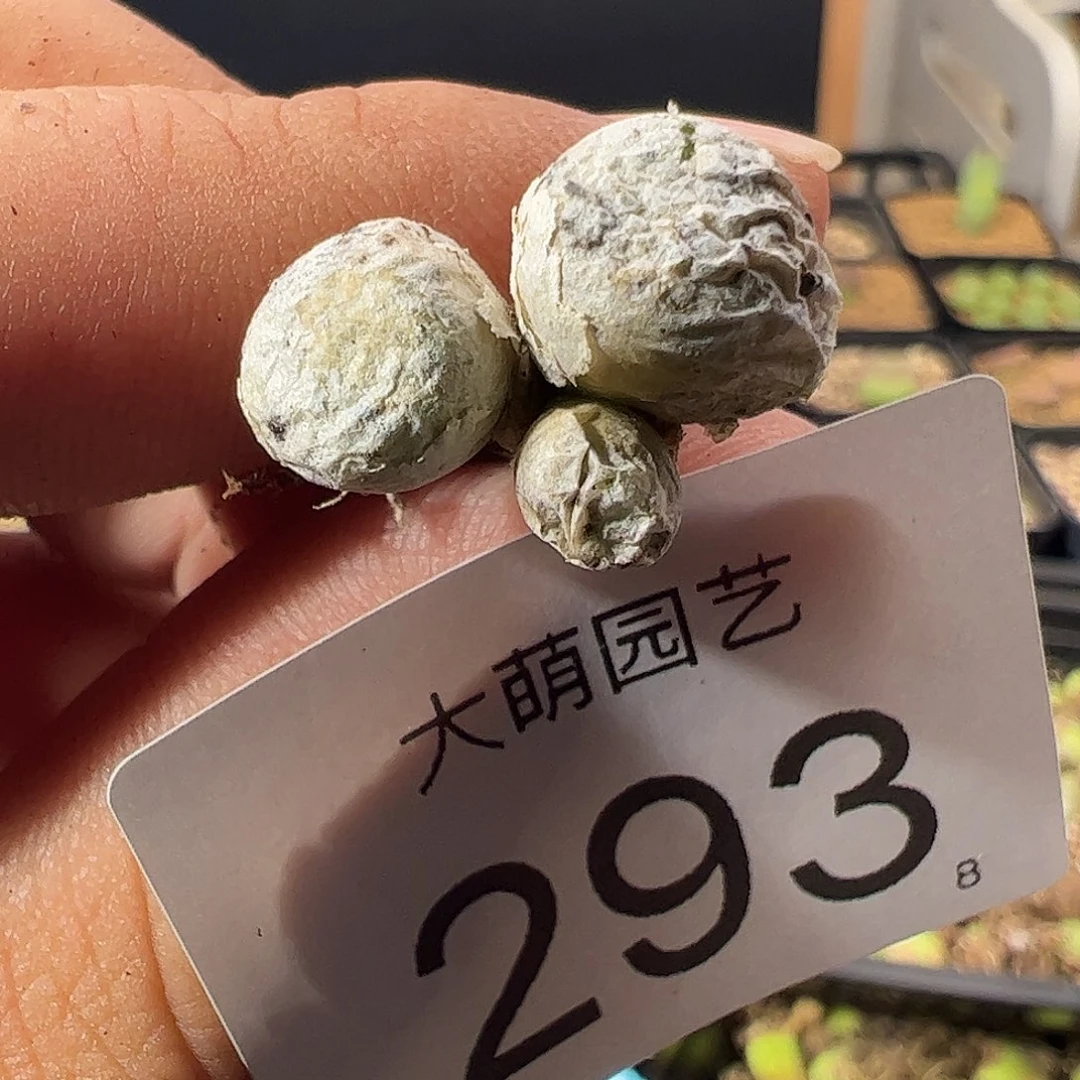 0000293 一物一拍……