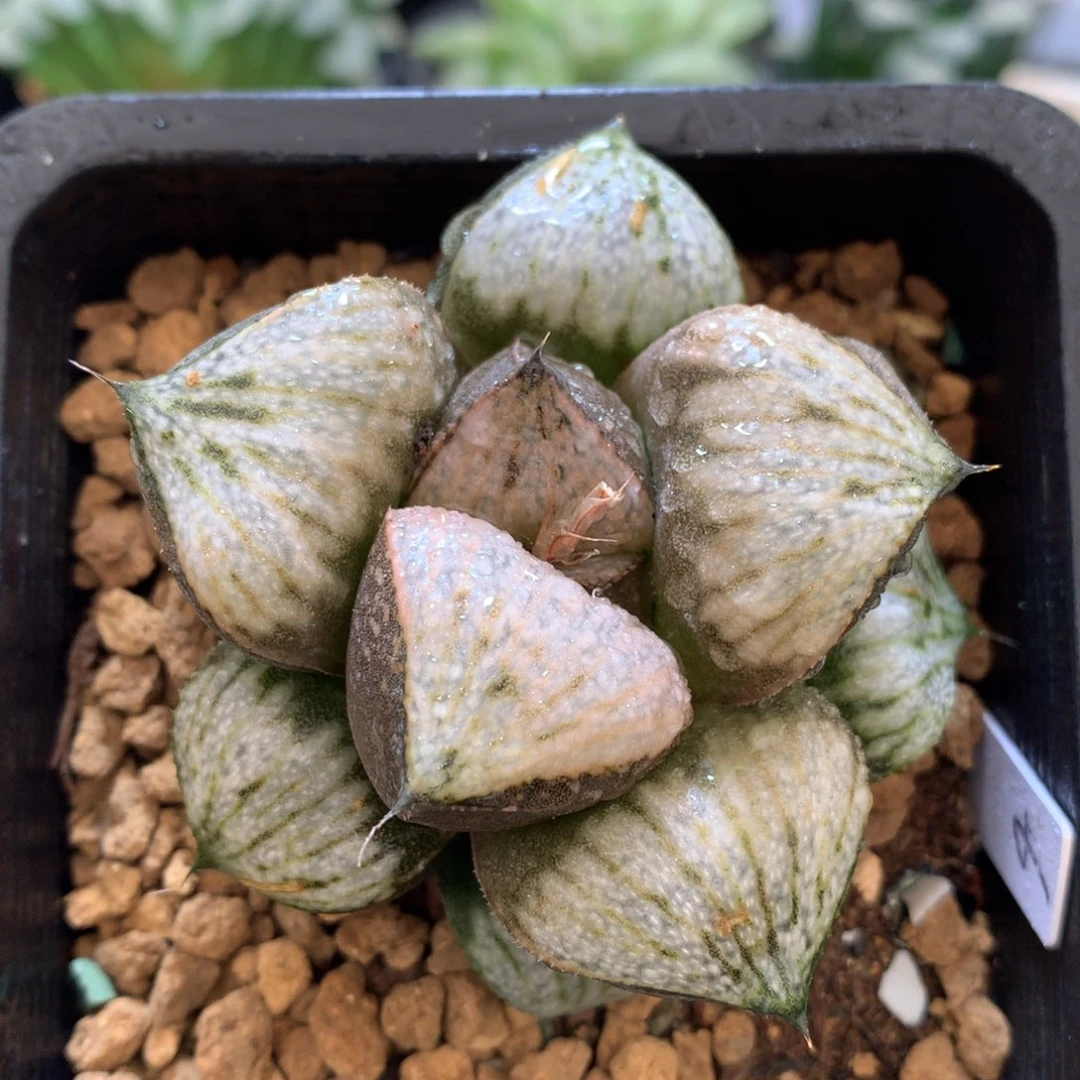 巨大化丸叶娜塔莉青蟹，