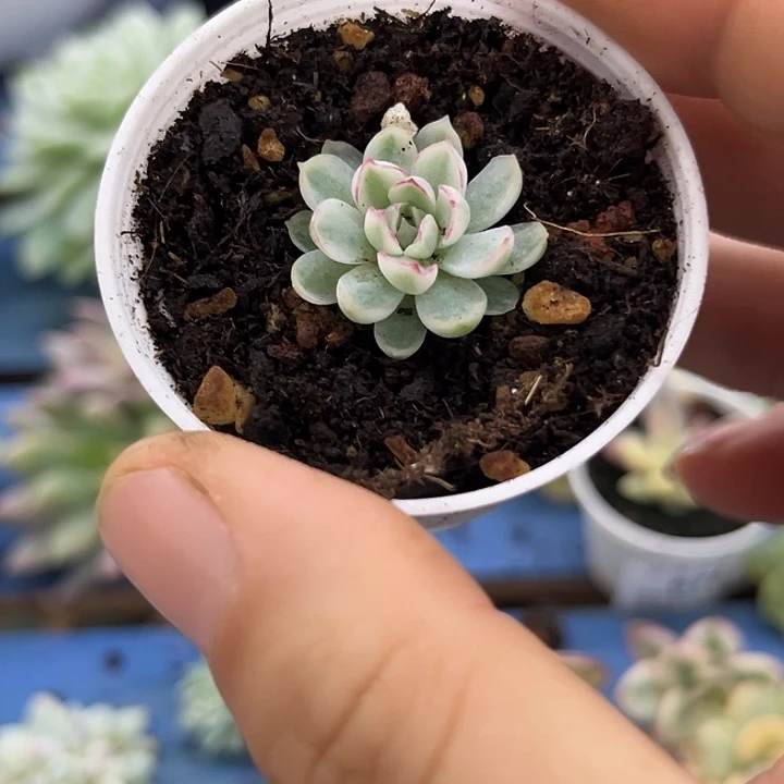 704梦幻白锦炸多肉植物