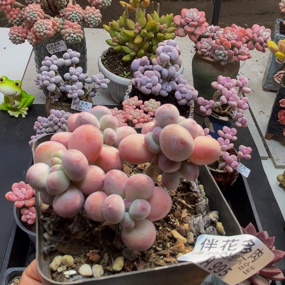 995苹果奶6cm多肉植物