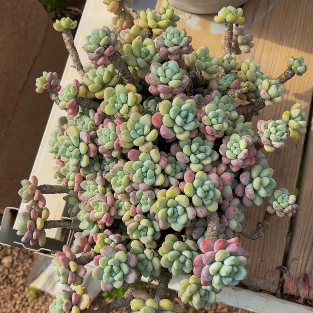 新疆西藏内蒙不发货，劳尔